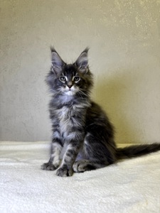 Хлопчик мейн кун SIMON