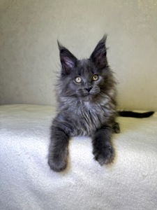 Мейн кун дівчинка SCARLETT