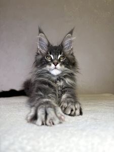 Хлопчик мейн кун SIMON