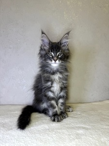 Хлопчик мейн кун SIMON