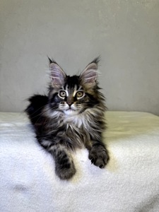 Дівчинка SYDNEY