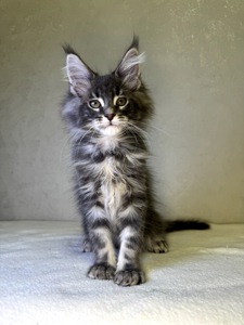 Хлопчик мейн кун SIMON