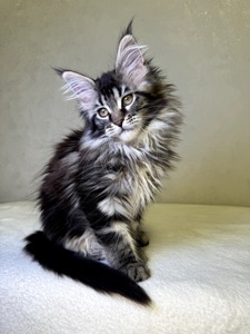 Дівчинка SYDNEY