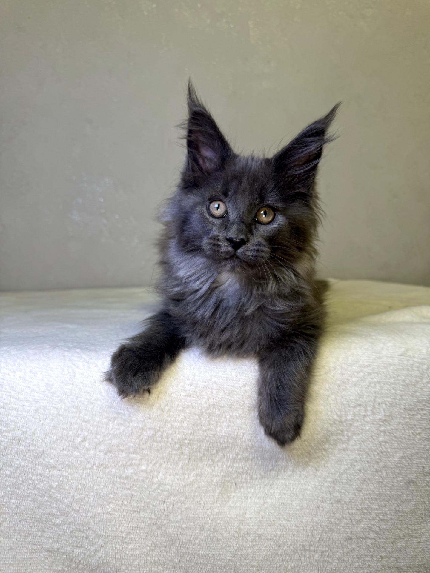 Мейн кун дівчинка SCARLETT