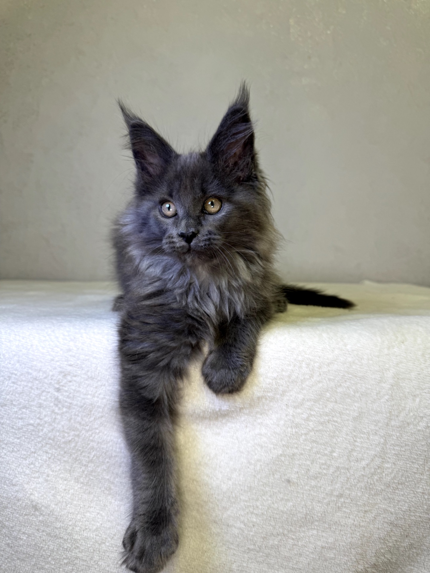 Мейн кун дівчинка SCARLETT