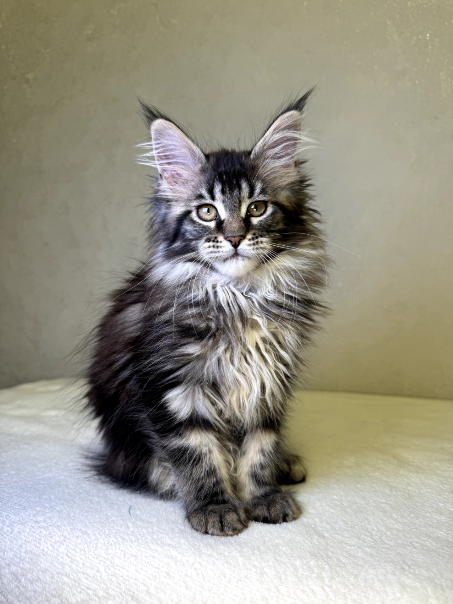 Дівчинка SYDNEY