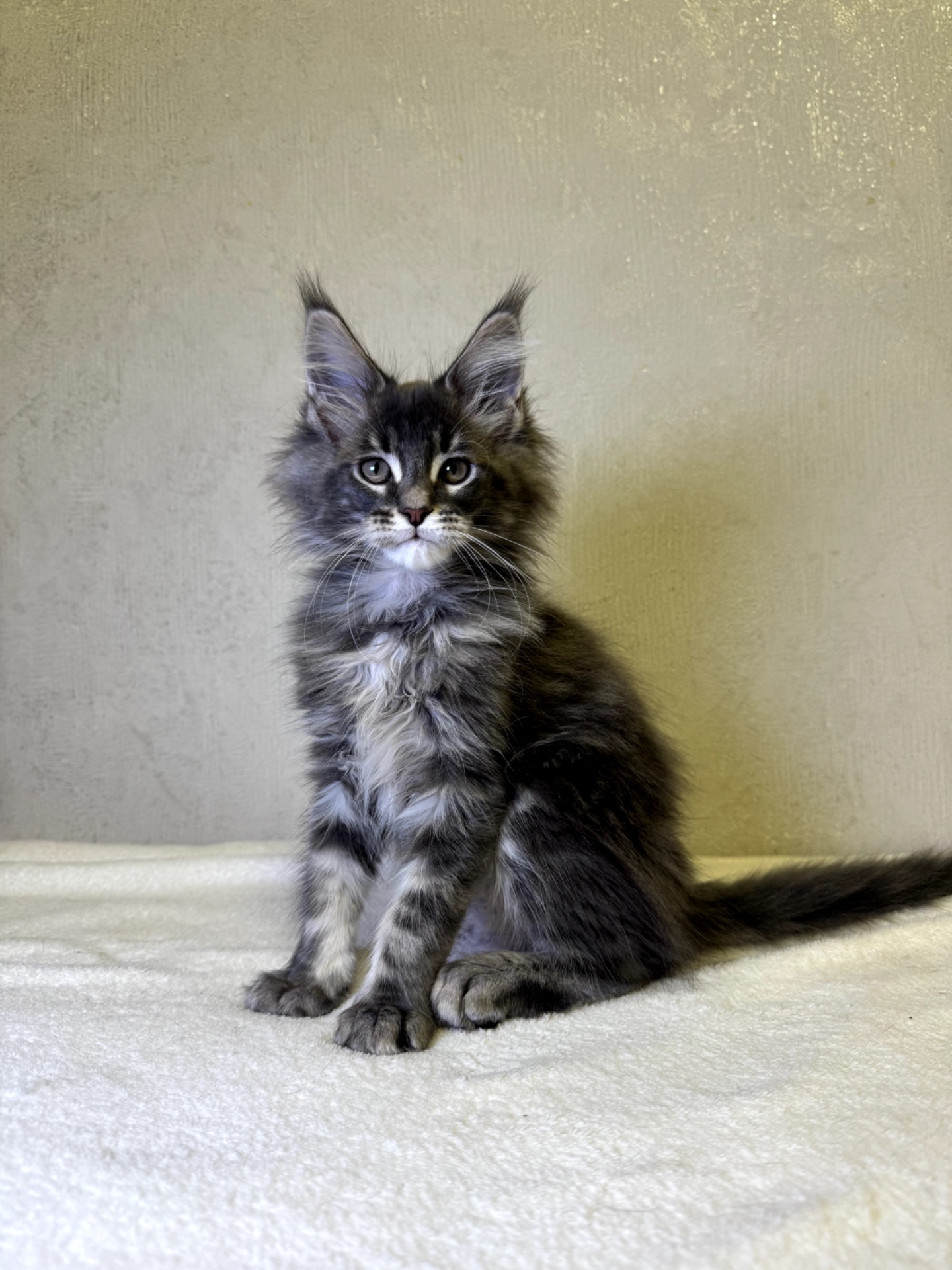 Хлопчик мейн кун SIMON