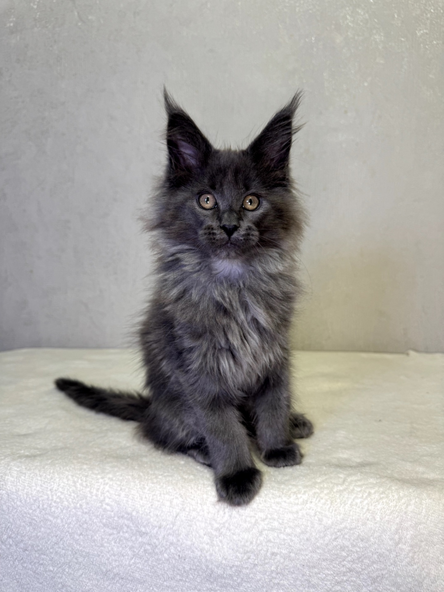 Мейн кун дівчинка SCARLETT