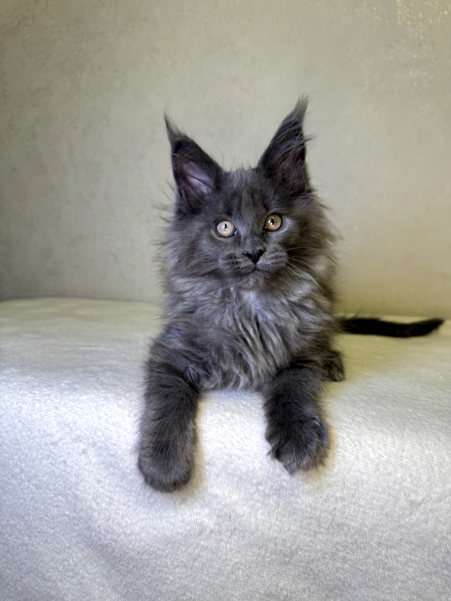 Мейн кун дівчинка SCARLETT