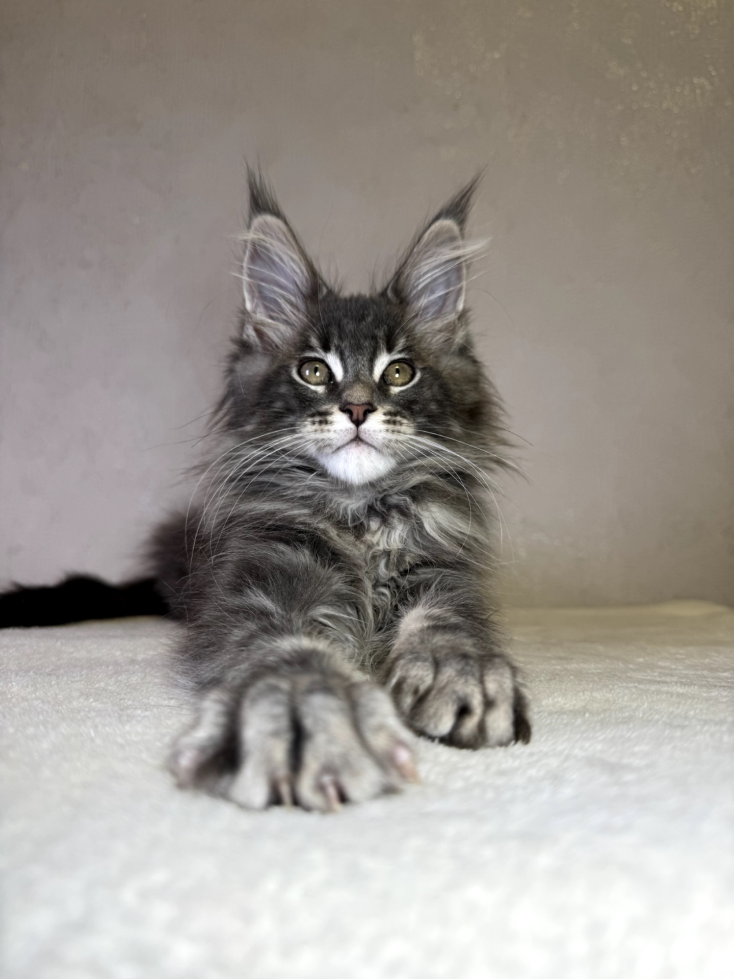 Хлопчик мейн кун SIMON