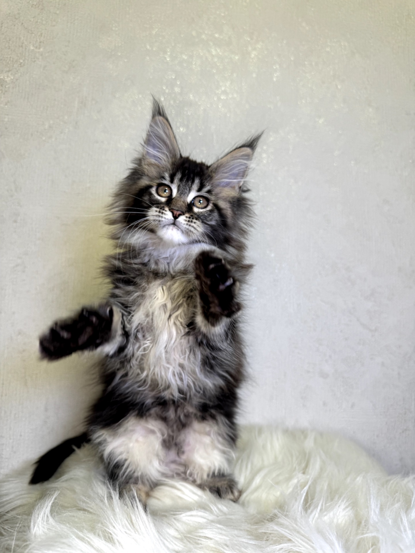 Дівчинка SYDNEY