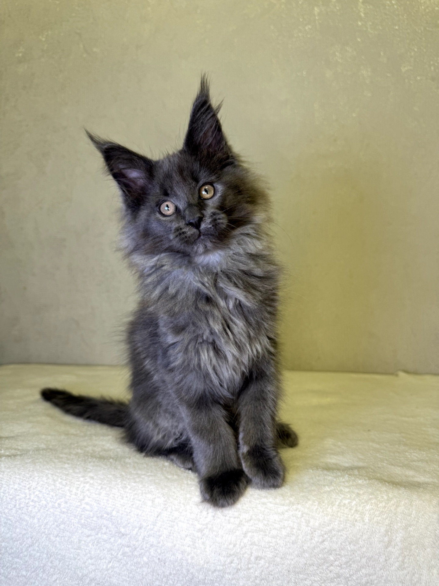 Мейн кун дівчинка SCARLETT