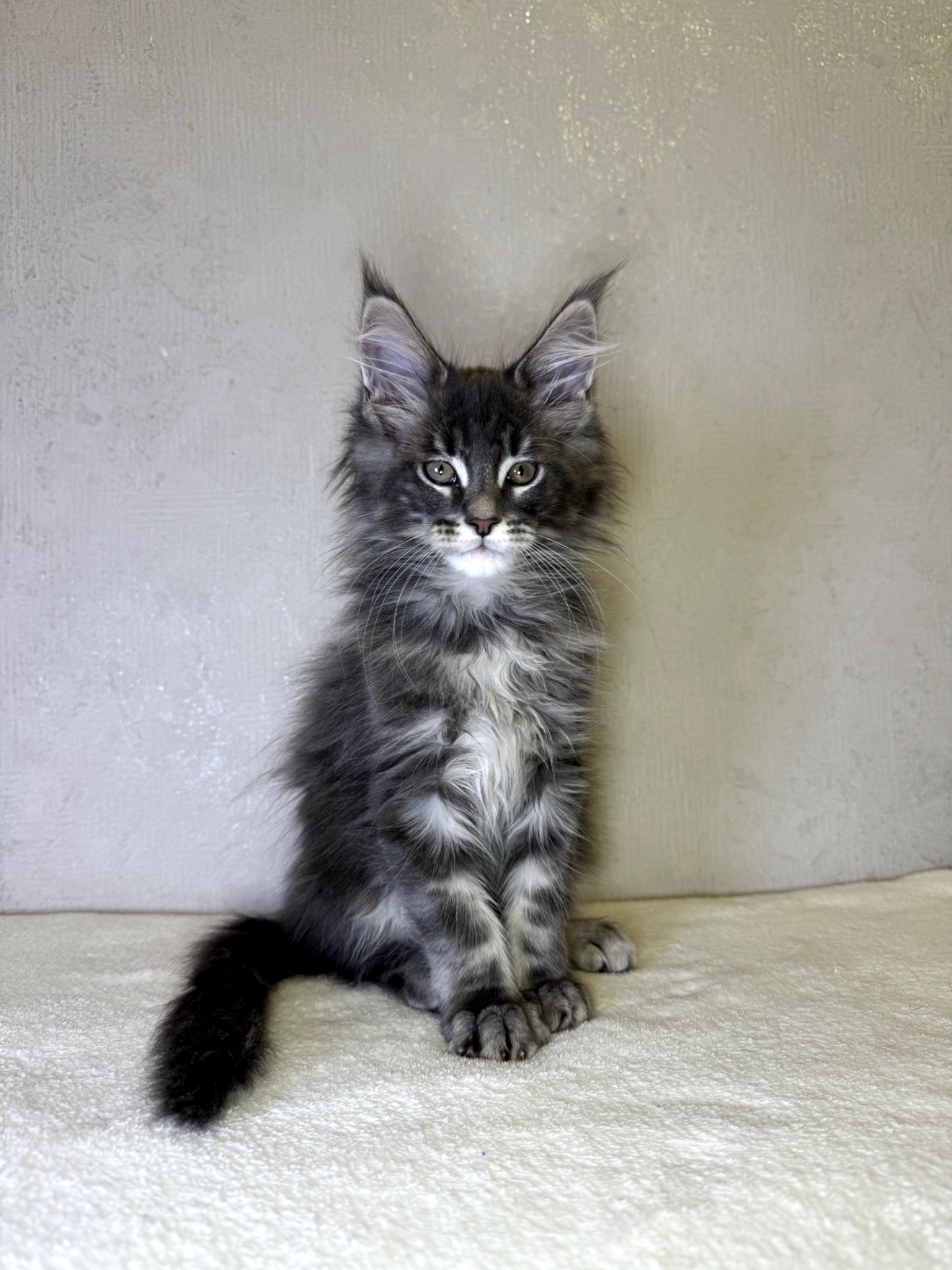 Хлопчик мейн кун SIMON