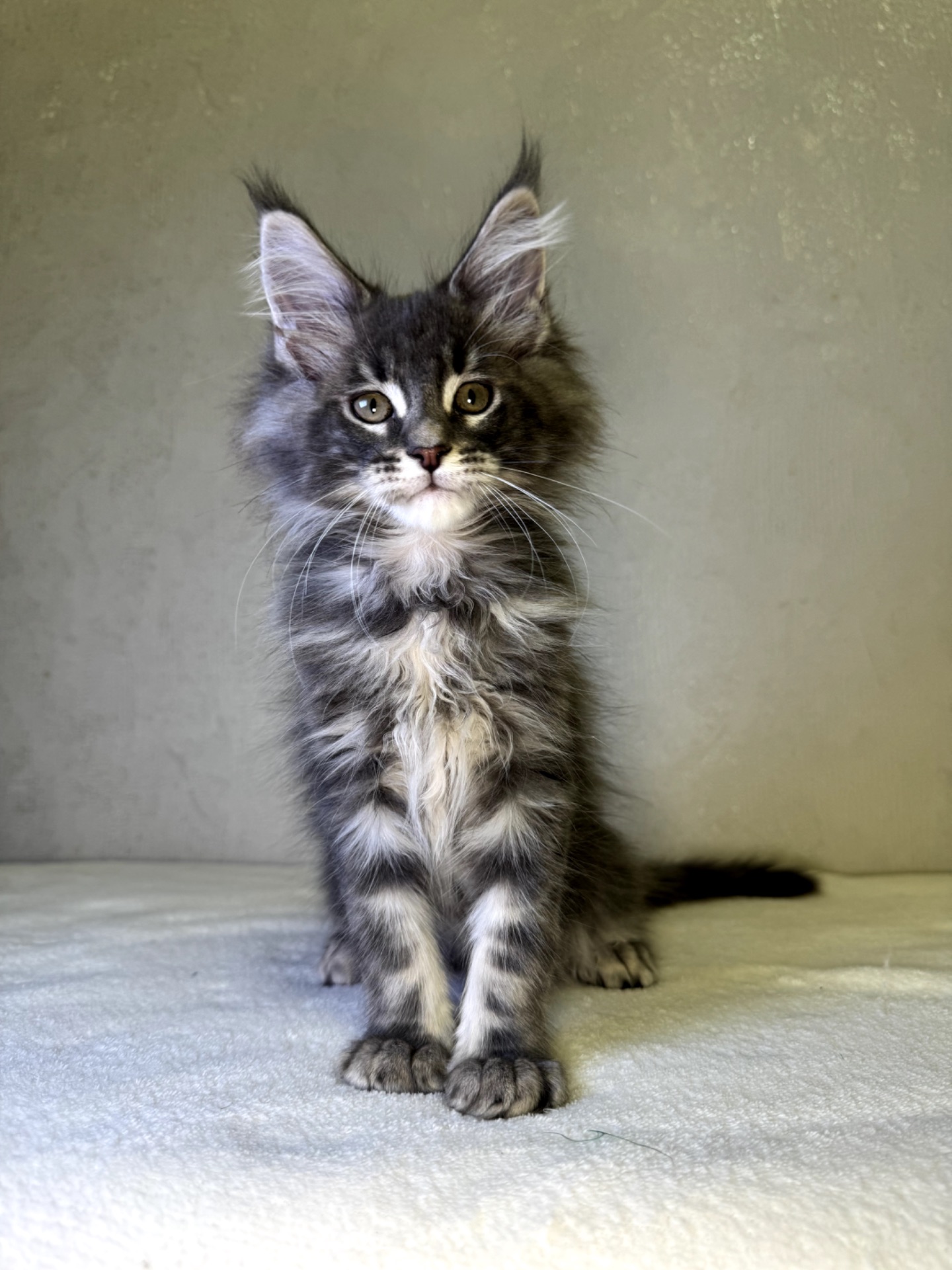 Хлопчик мейн кун SIMON