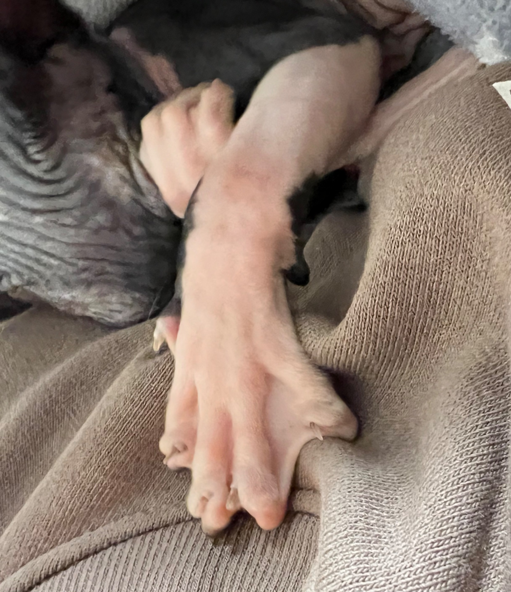 Канадська ельфа в люблячу родину)