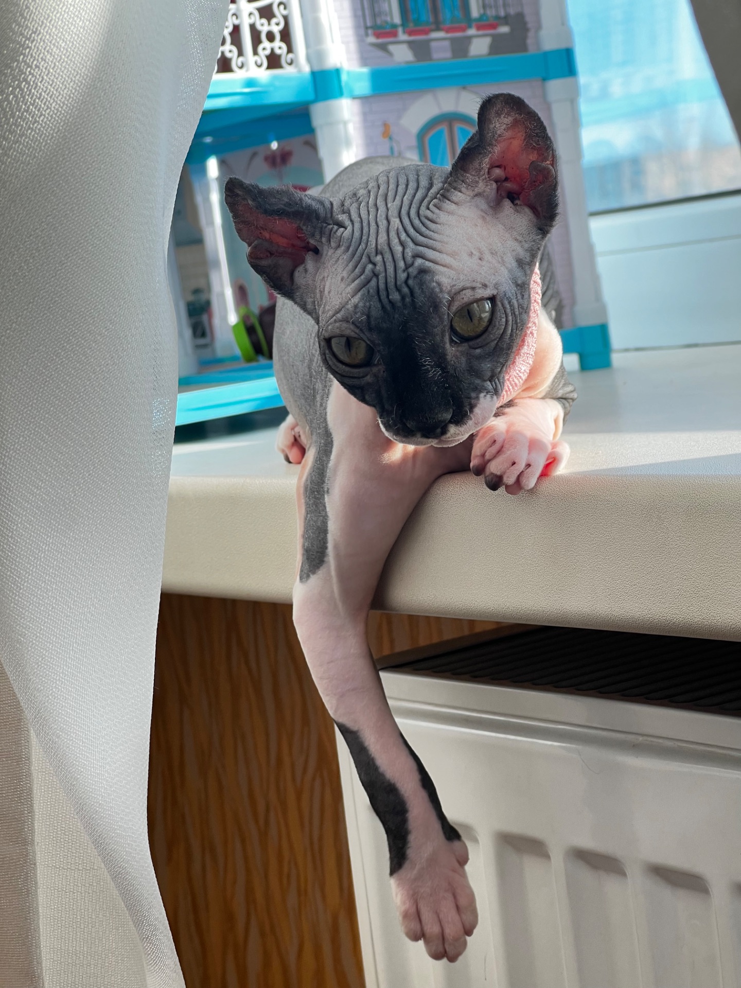 Канадська ельфа в люблячу родину)