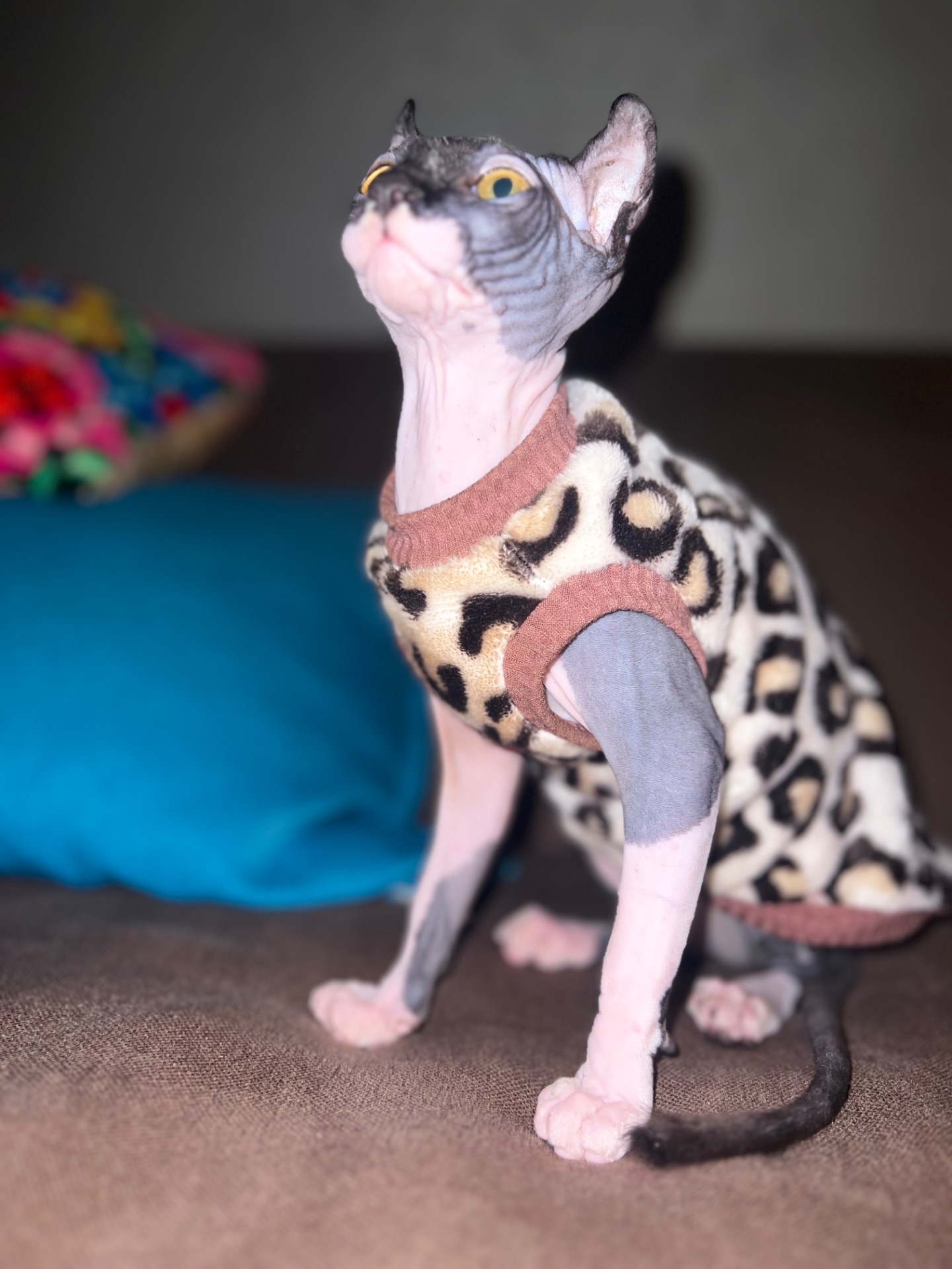 Канадська ельфа в люблячу родину)