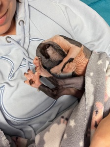 Канадська ельфа в люблячу родину)