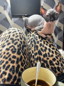 Канадська ельфа в люблячу родину)