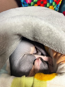 Канадська ельфа в люблячу родину)