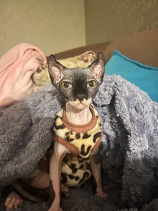 Канадська ельфа в люблячу родину)