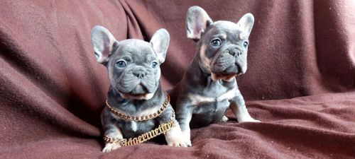 Цуценята французького бульдога