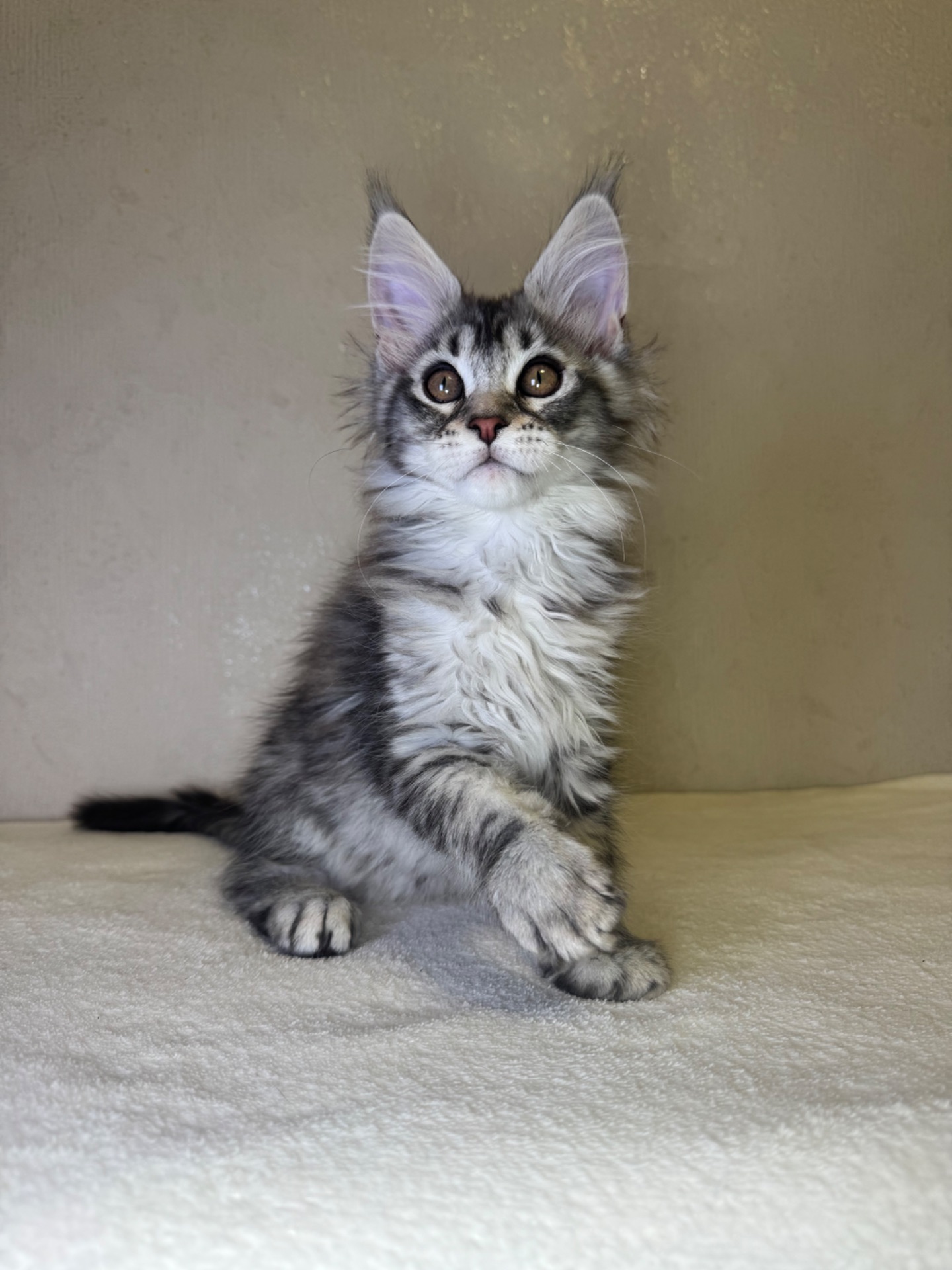 Хлопчик Мейн кун Quis