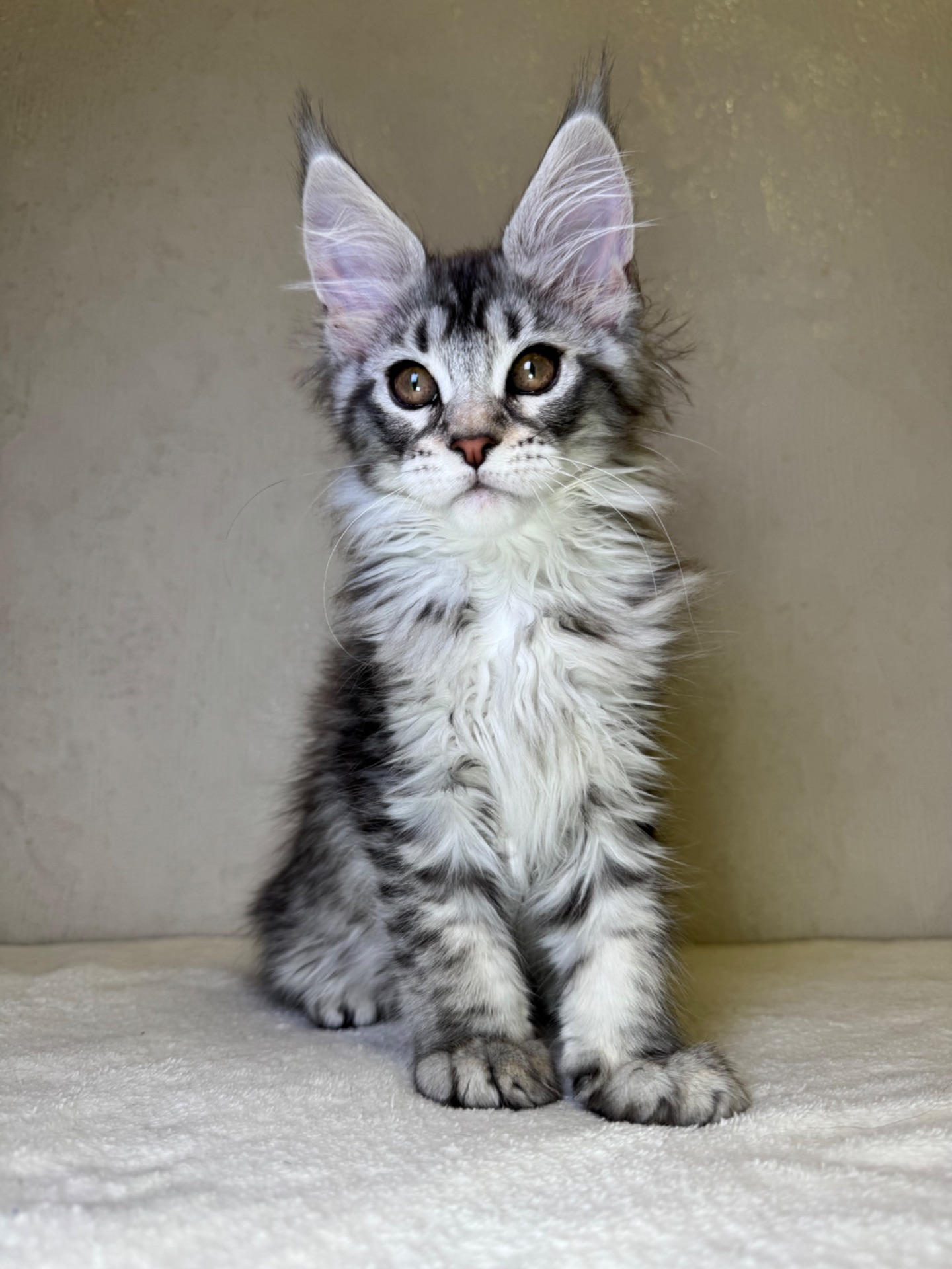 Хлопчик Мейн кун Quis