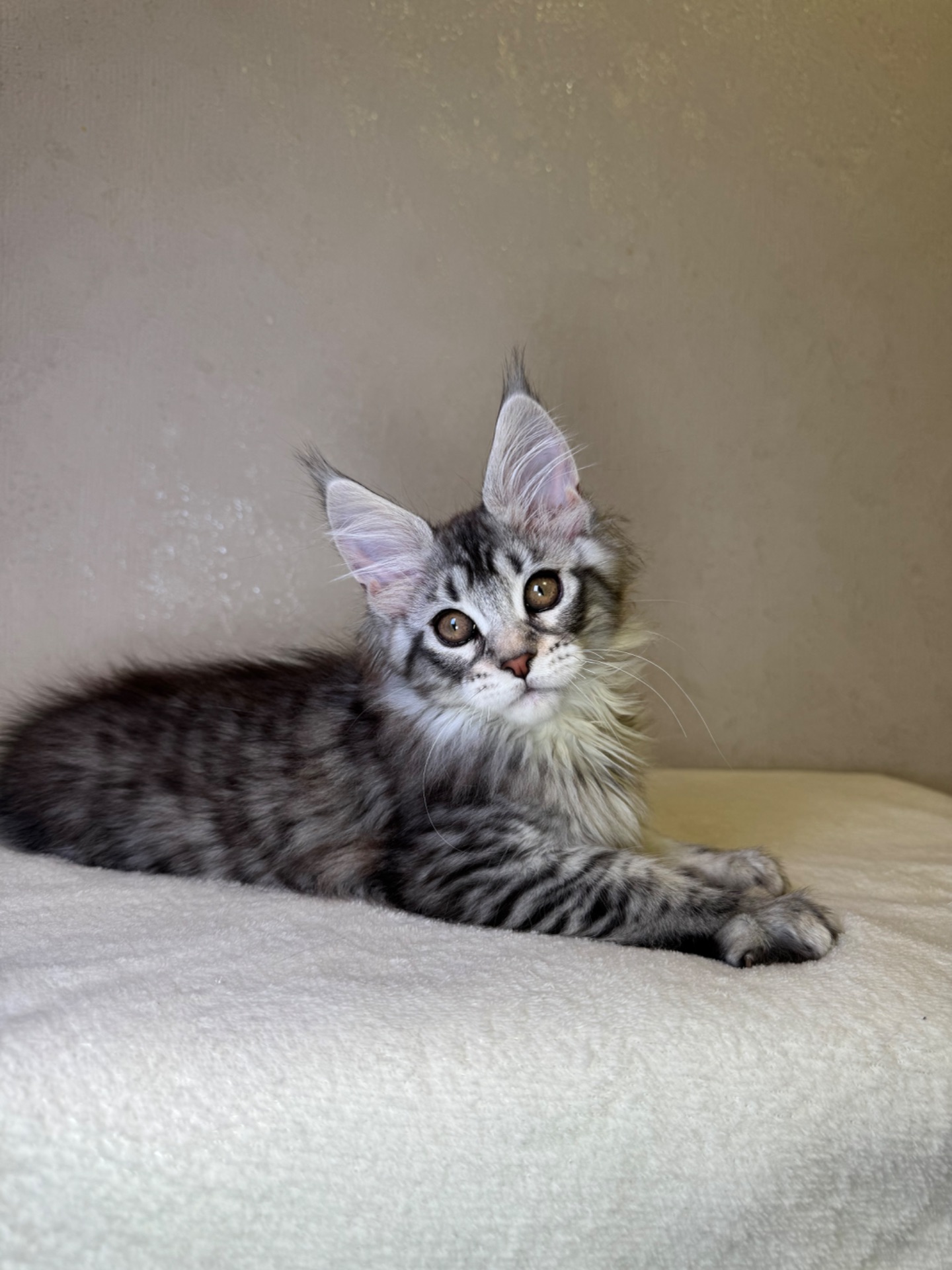 Хлопчик Мейн кун Quis