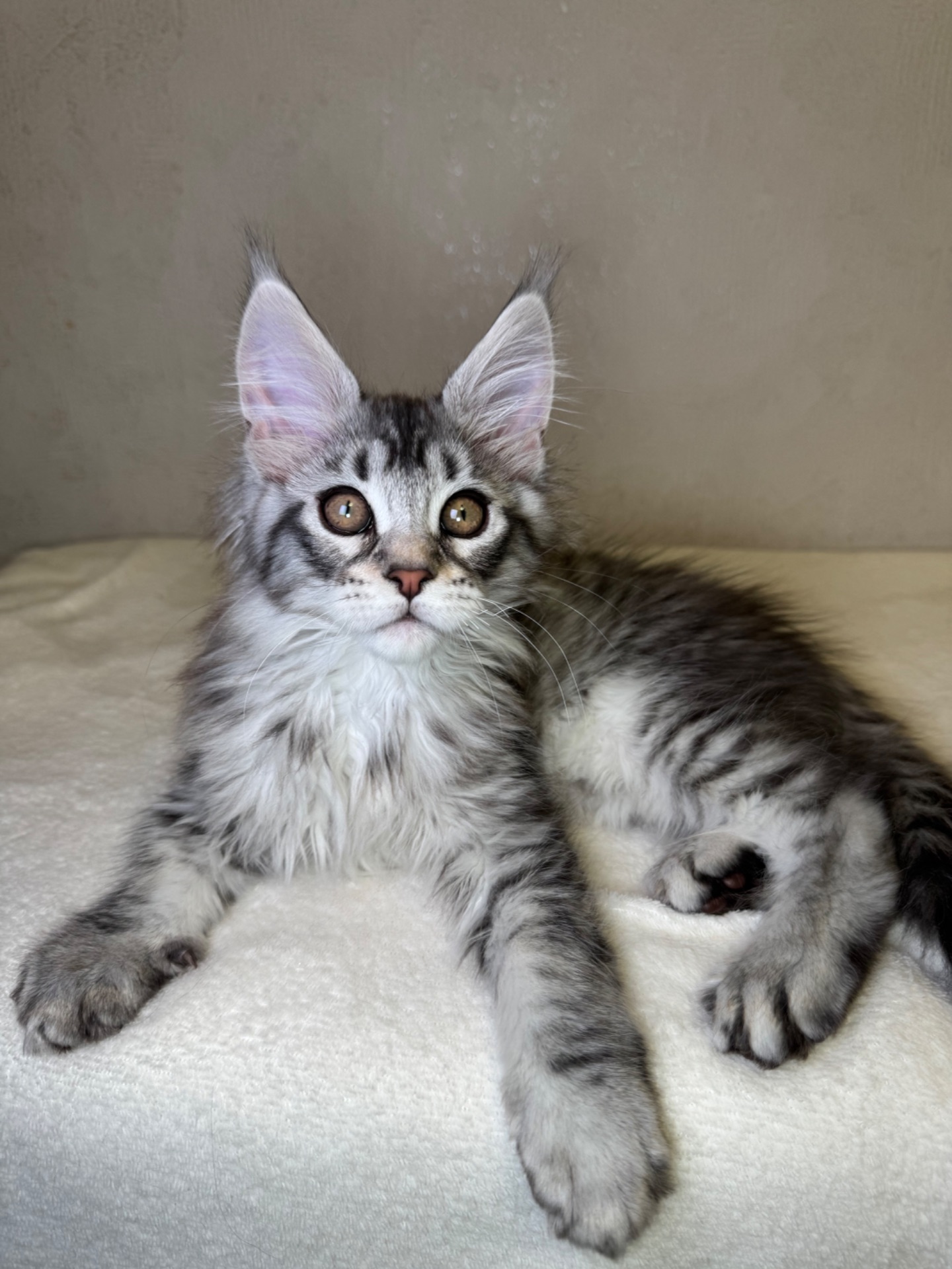 Хлопчик Мейн кун Quis