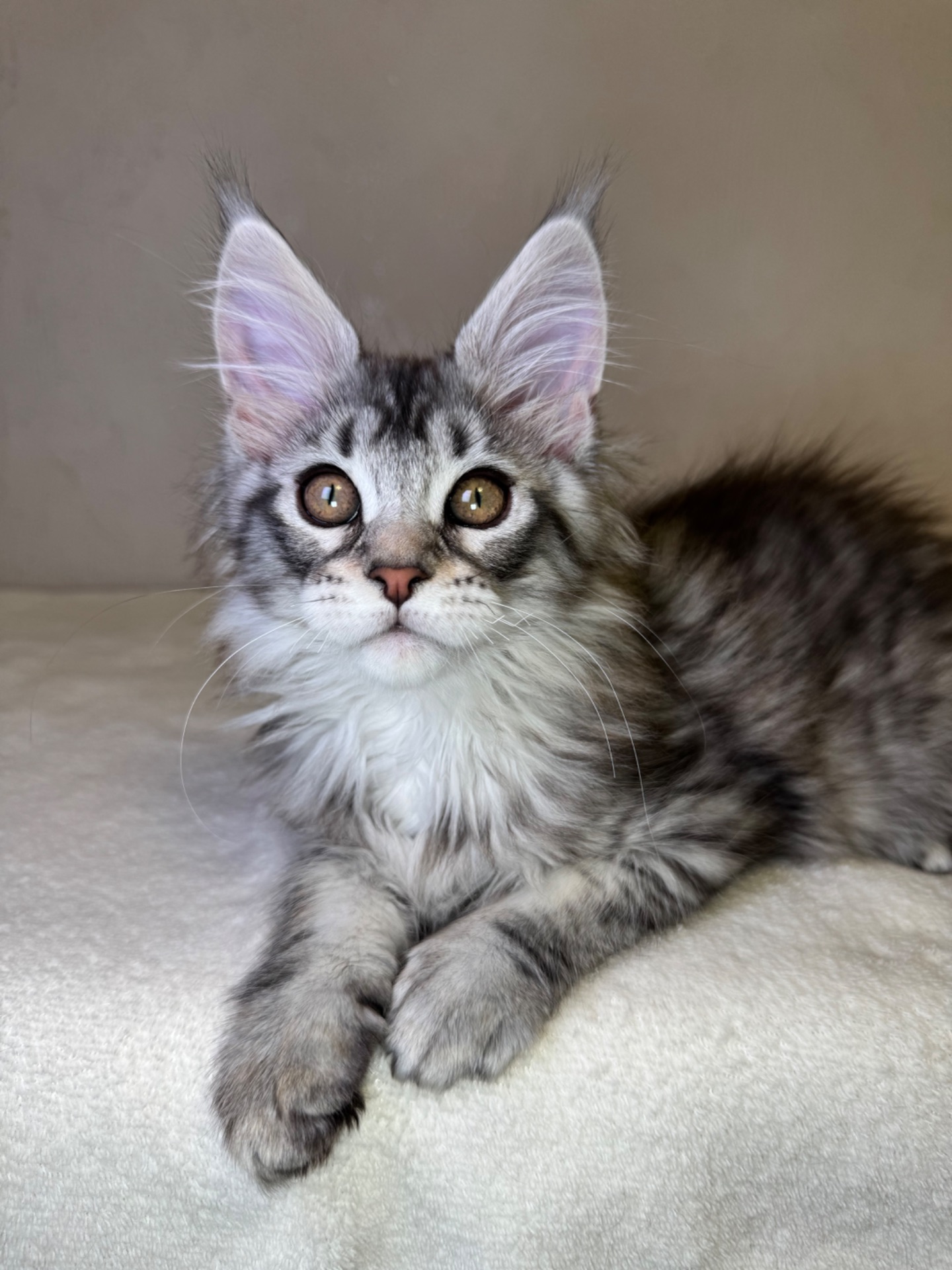 Хлопчик Мейн кун Quis