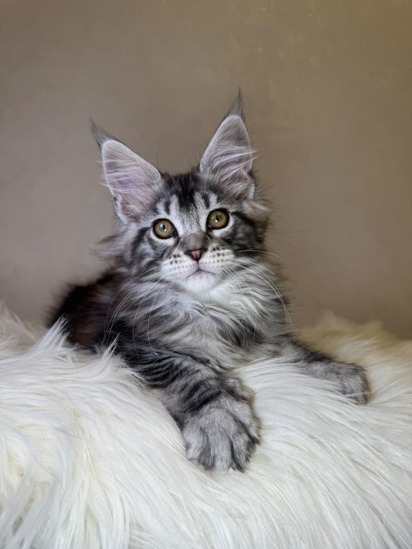 Мейн кун хлопчик