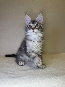 Хлопчик Мейн кун Quis