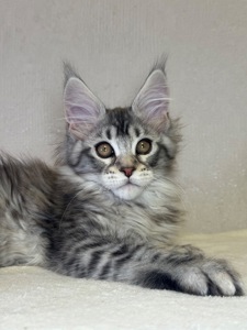 Хлопчик Мейн кун Quis