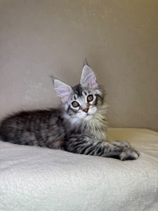 Хлопчик Мейн кун Quis