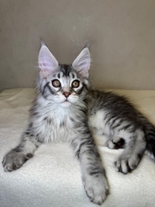 Хлопчик Мейн кун Quis