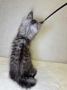 Хлопчик Мейн кун Quis