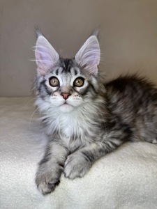 Хлопчик Мейн кун Quis