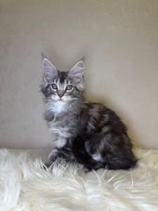 Мейн кун хлопчик