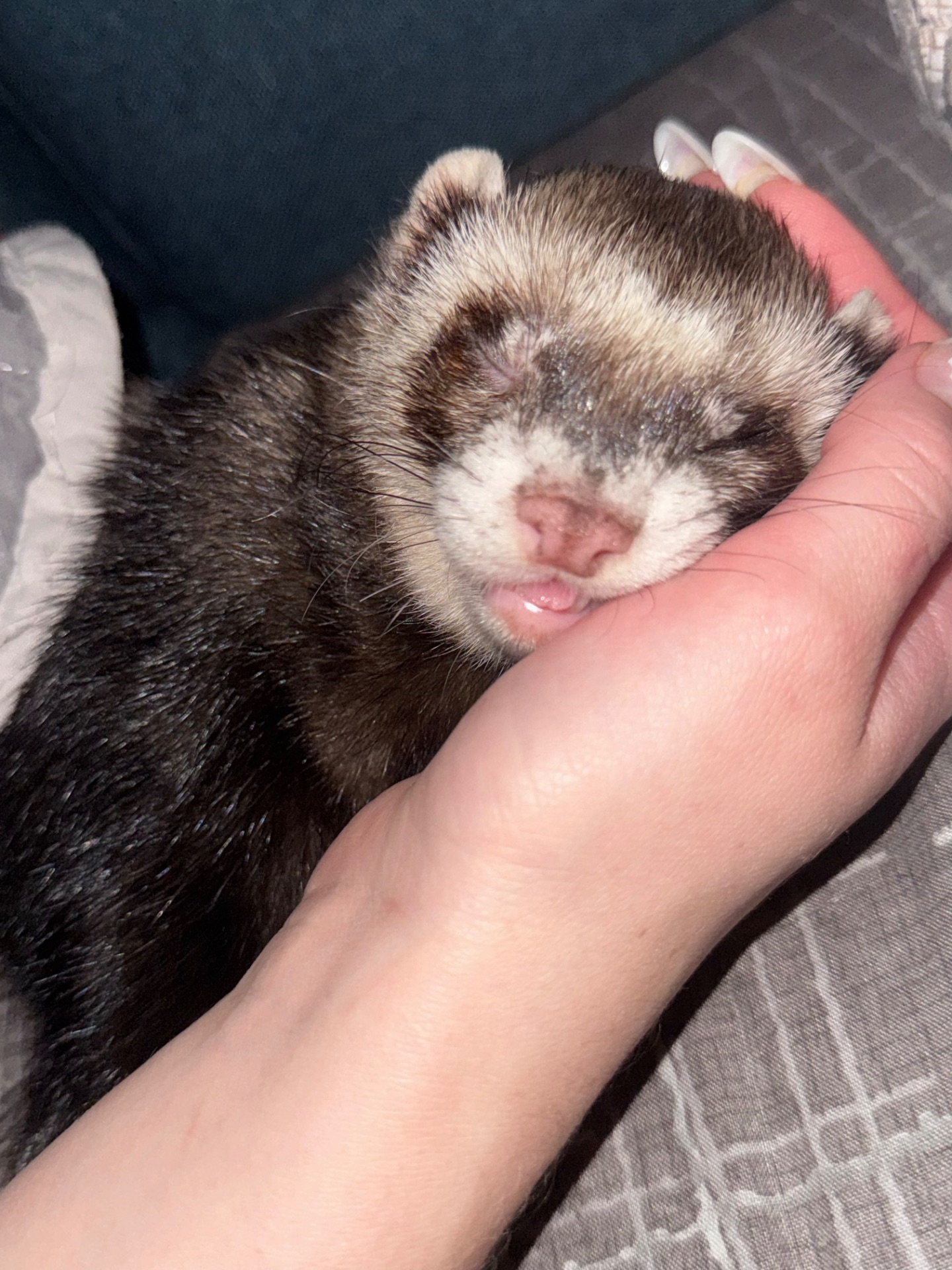 Самець тхорик на вʼязку 🐾