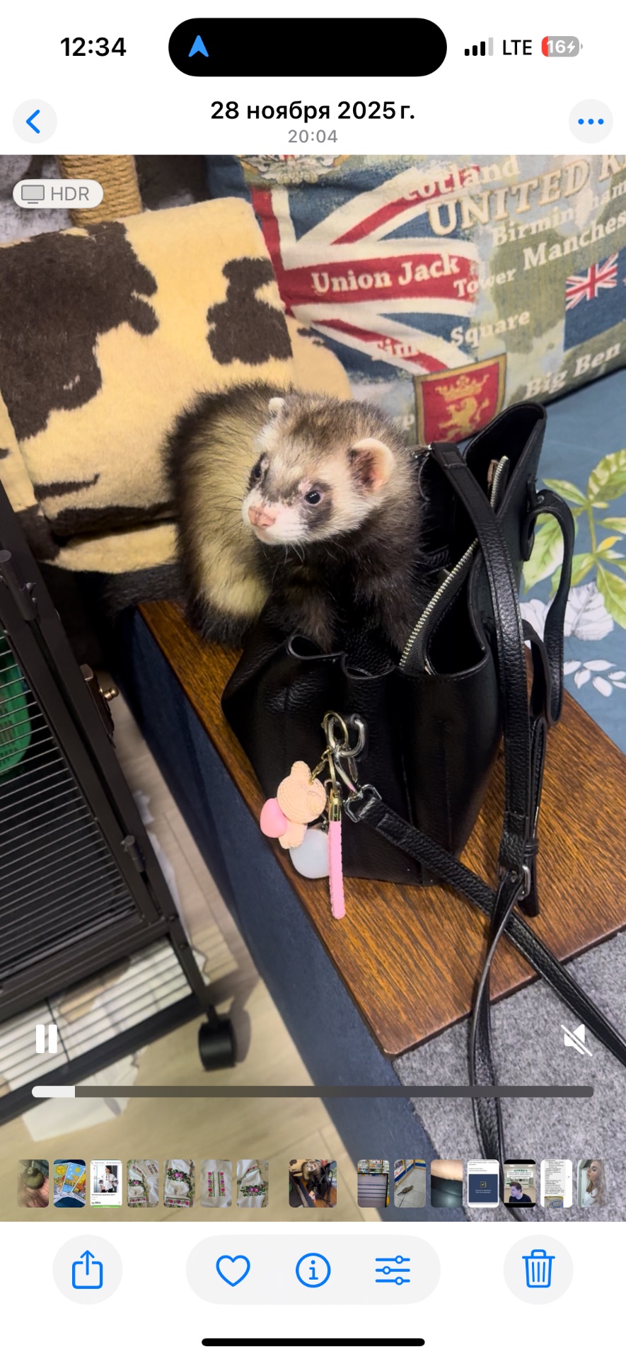 Самець тхорик на вʼязку 🐾