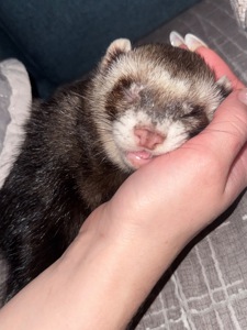 Самець тхорик на вʼязку 🐾