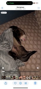 Самець тхорик на вʼязку 🐾