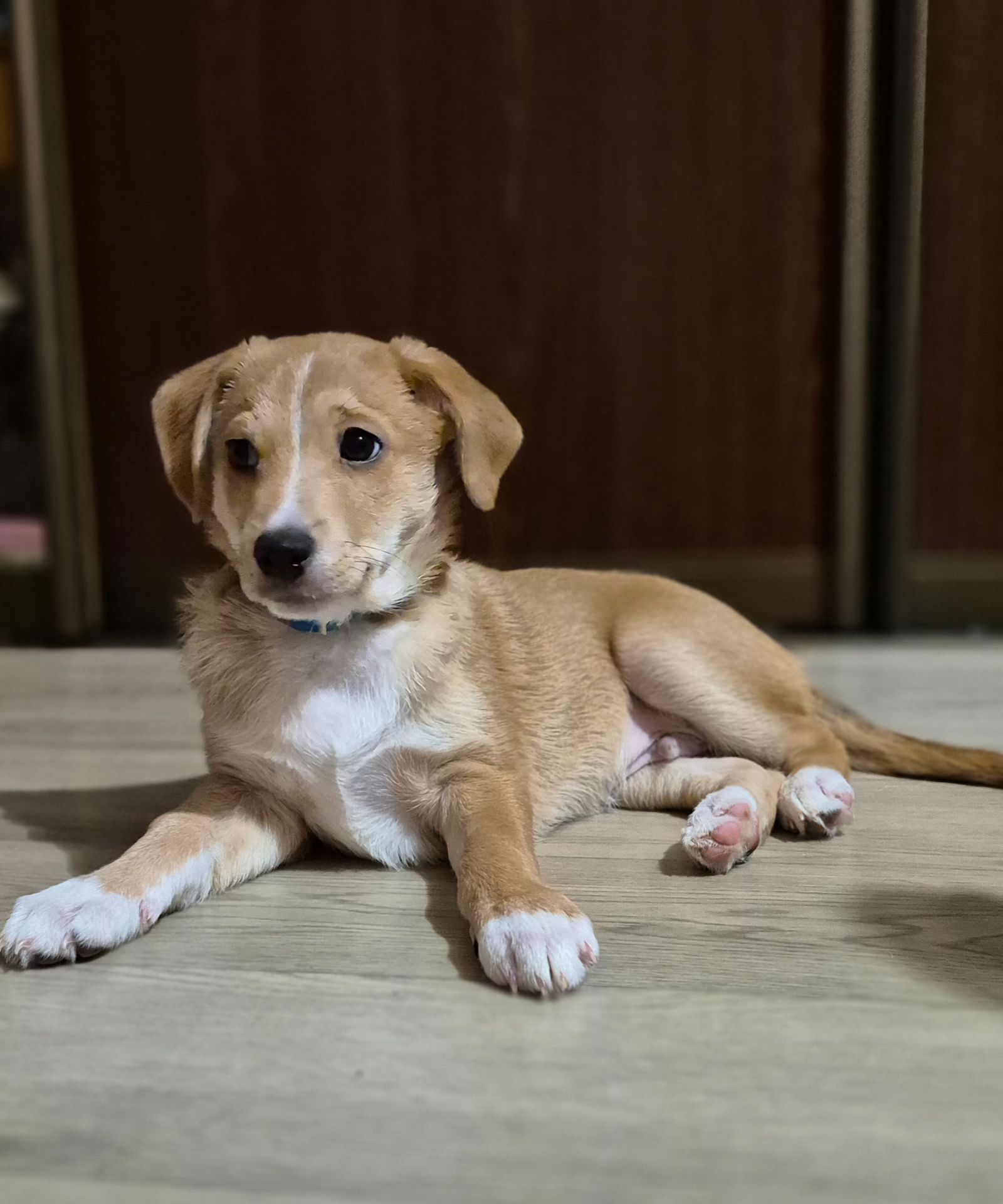 Цуценята метиси Джека Рассела