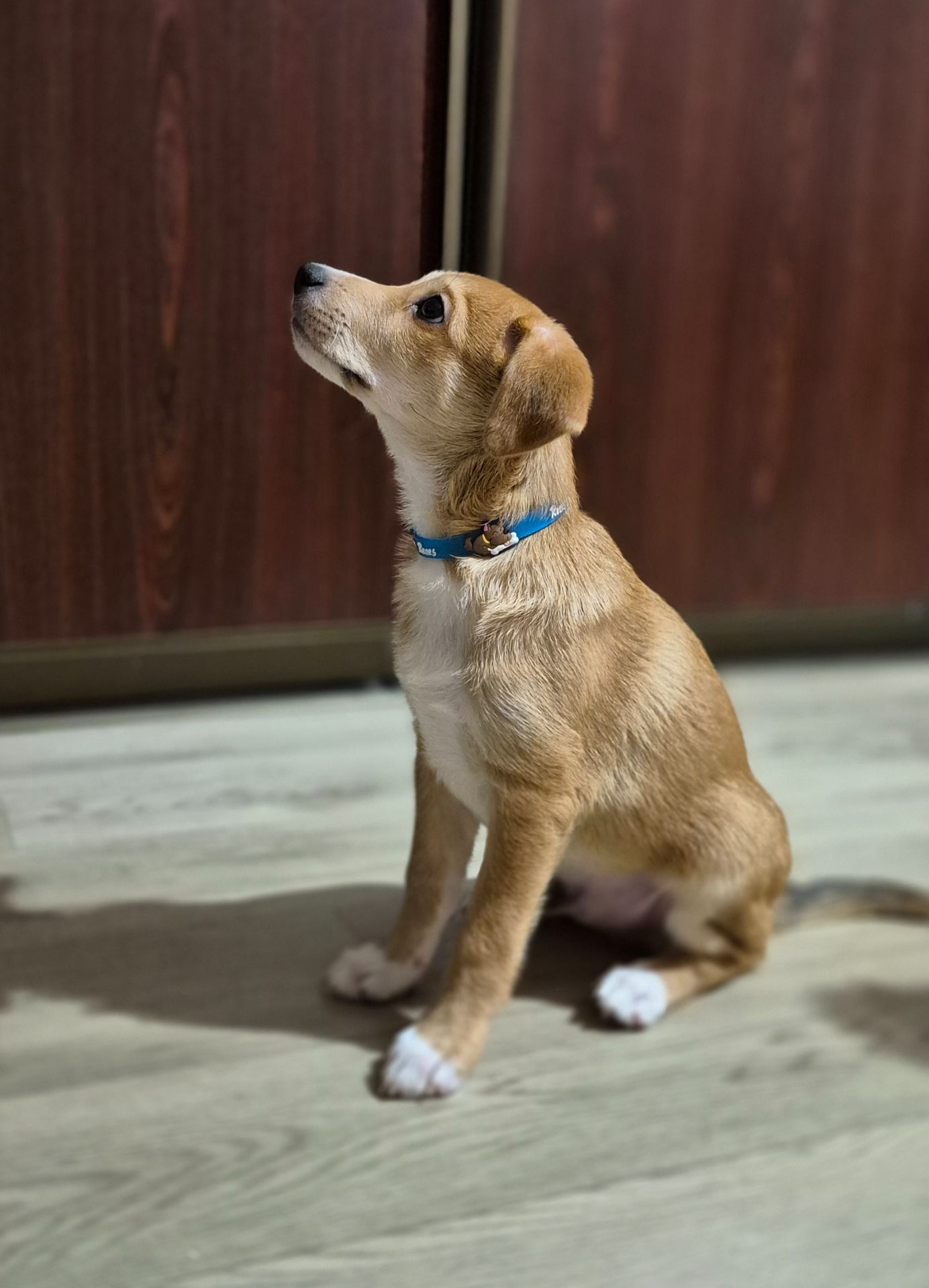 Цуценята метиси Джека Рассела