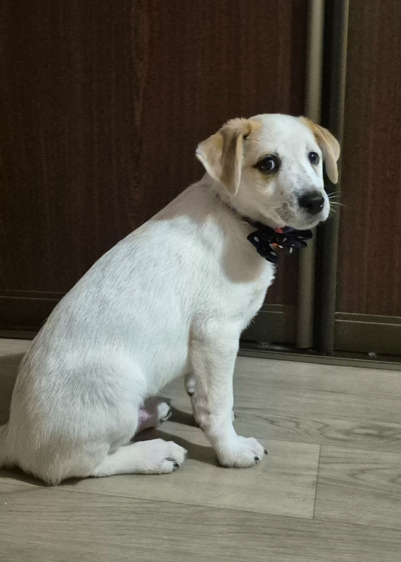 Цуценята метиси Джека Рассела