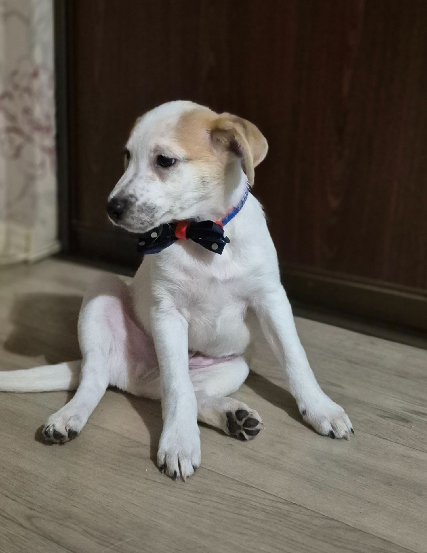 Цуценята метиси Джека Рассела