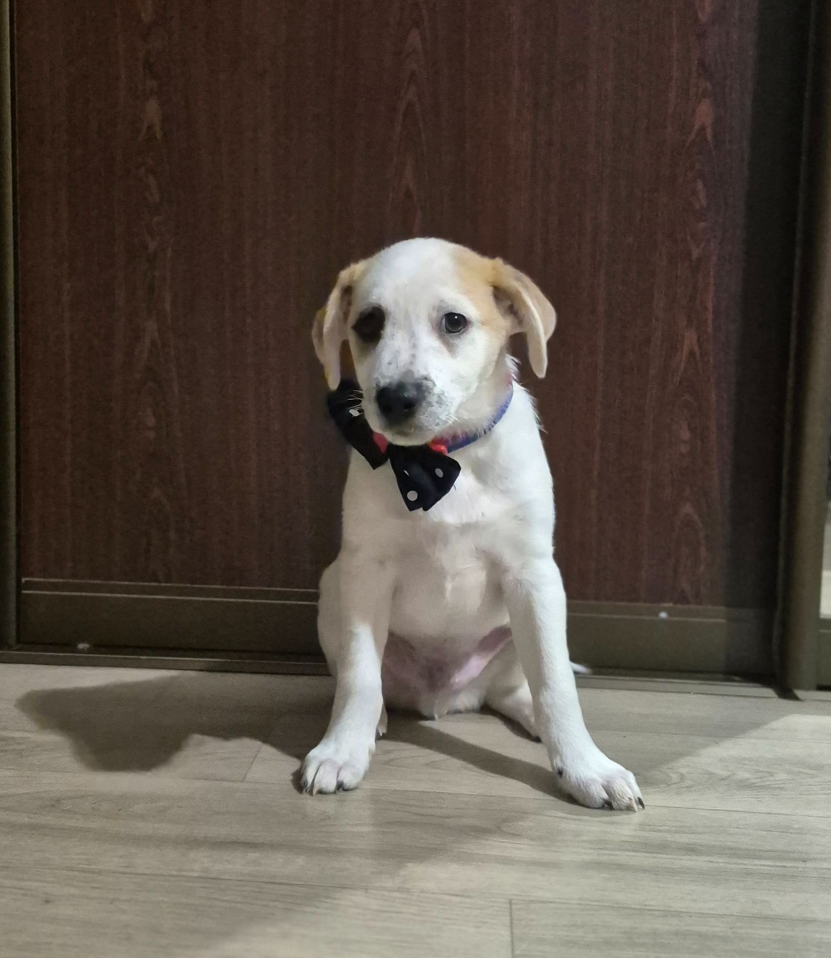 Цуценята метиси Джека Рассела