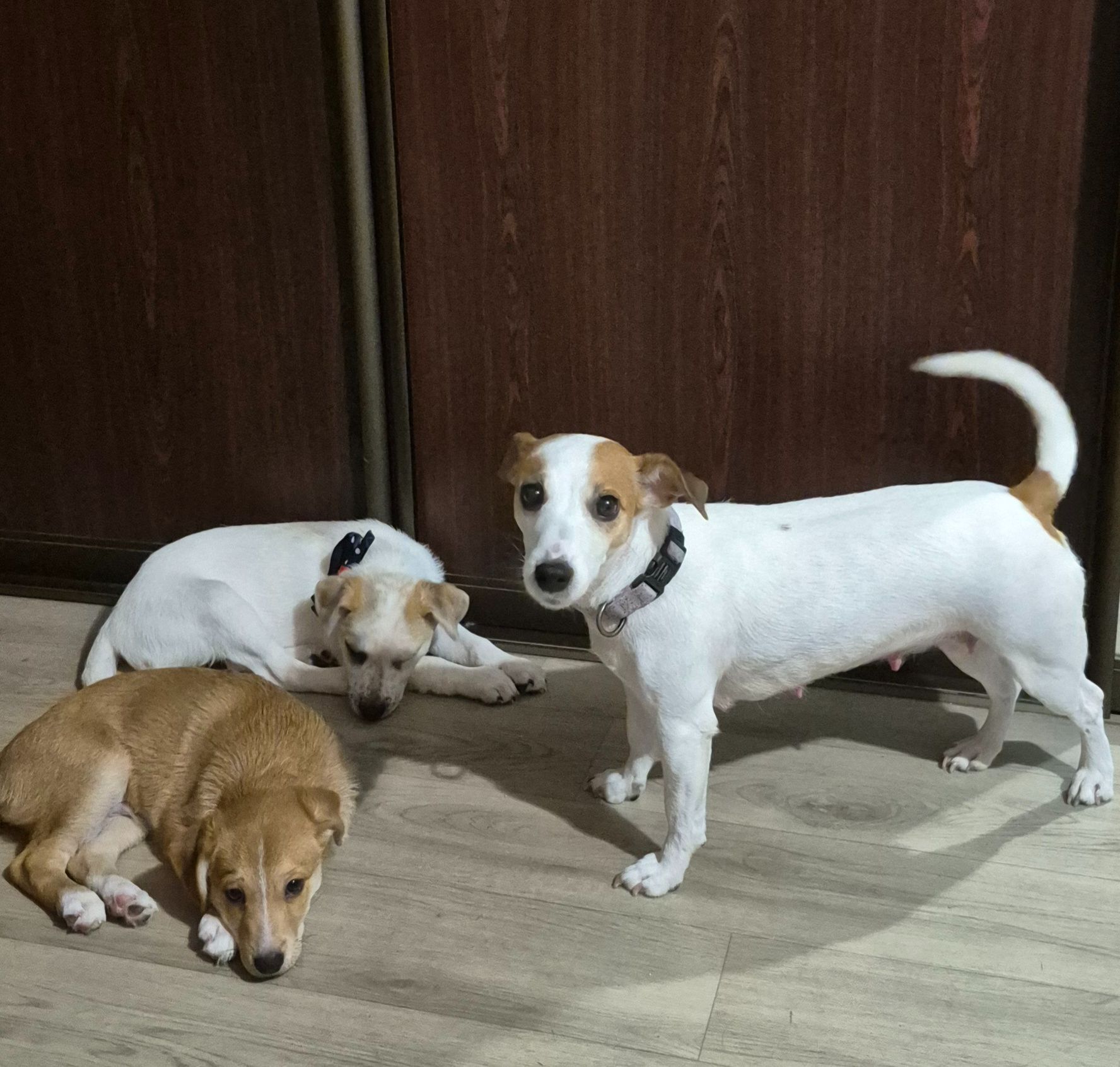 Цуценята метиси Джека Рассела