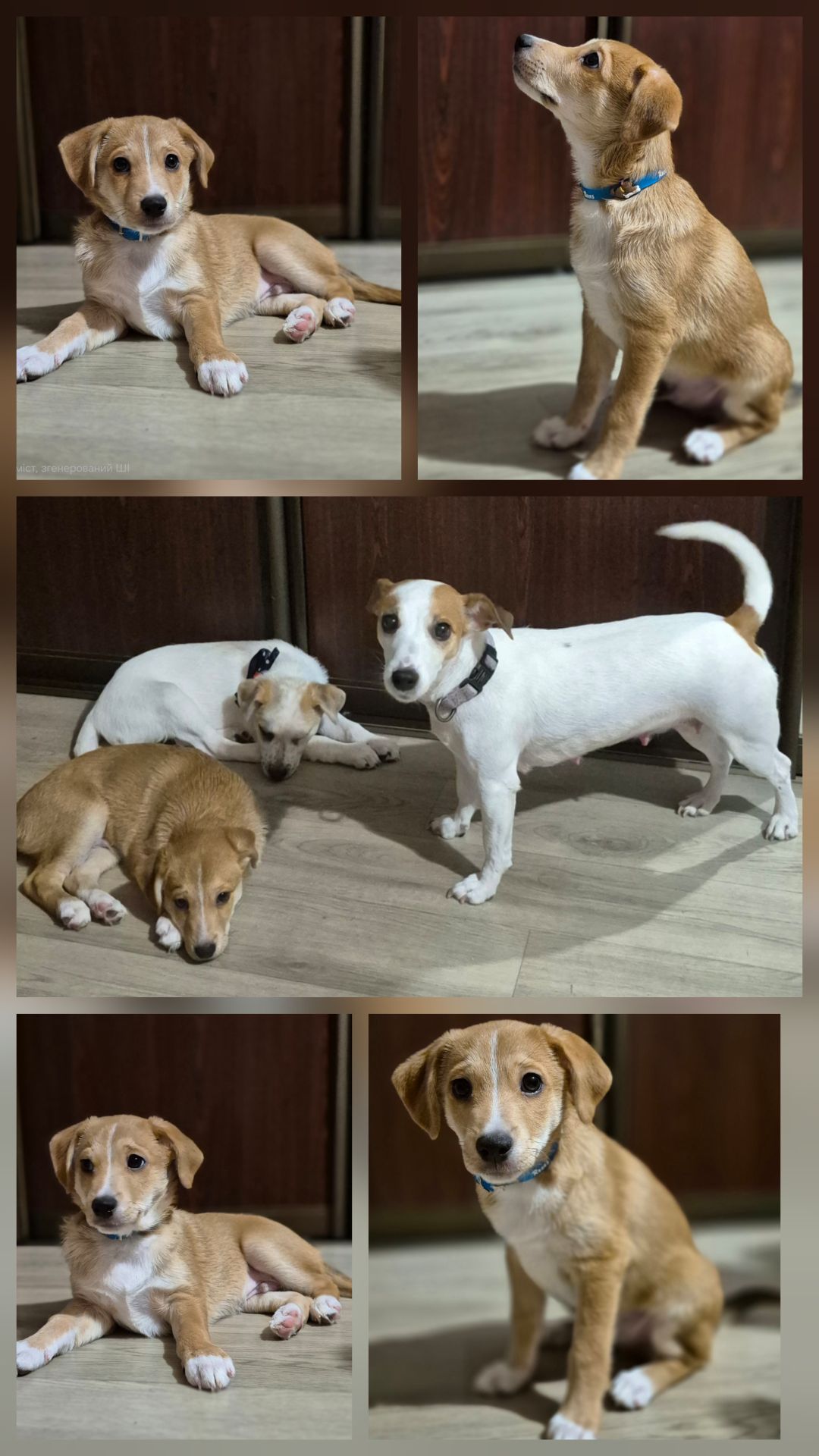 Цуценята метиси Джека Рассела